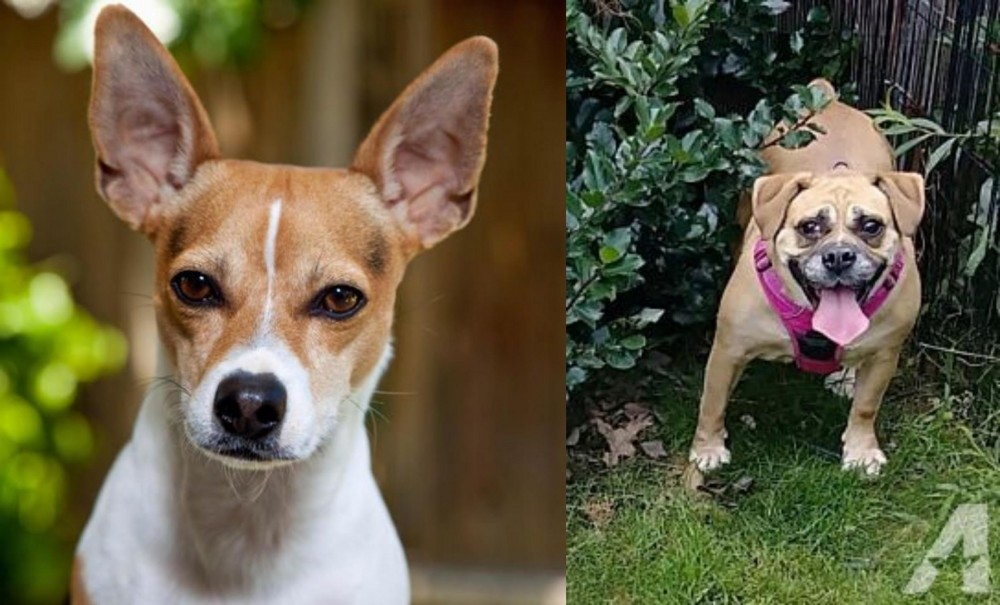 Beabull vs Rat Terrier - Breed Comparison