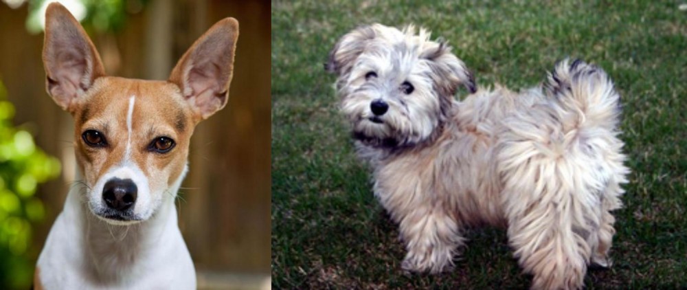 Havapoo vs Rat Terrier - Breed Comparison