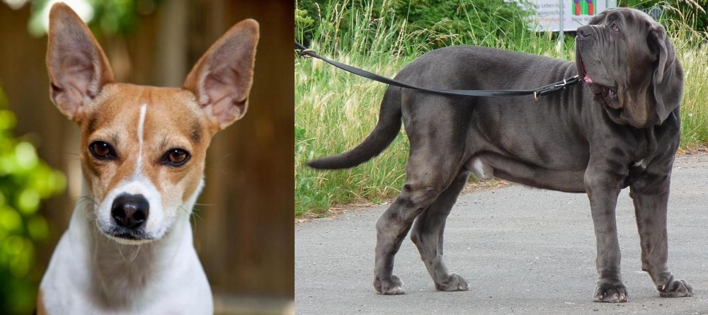 Neapolitan Mastiff vs Rat Terrier - Breed Comparison