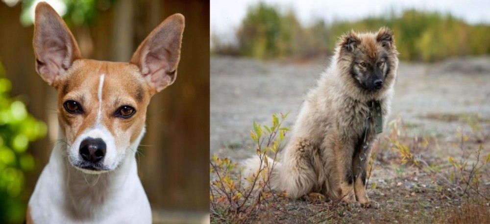 Nenets Herding Laika vs Rat Terrier - Breed Comparison