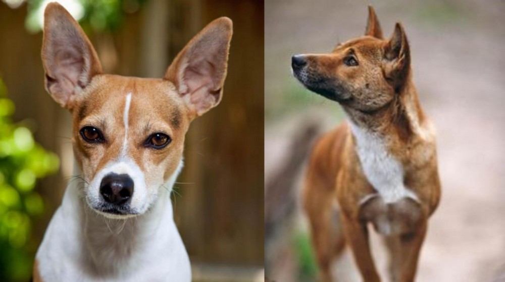 New Guinea Singing Dog vs Rat Terrier - Breed Comparison