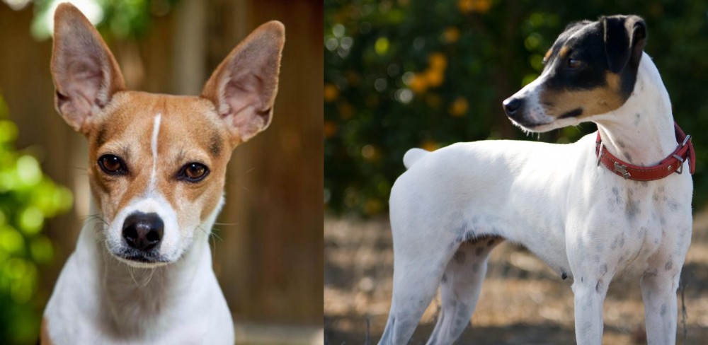 Ratonero Bodeguero Andaluz vs Rat Terrier - Breed Comparison