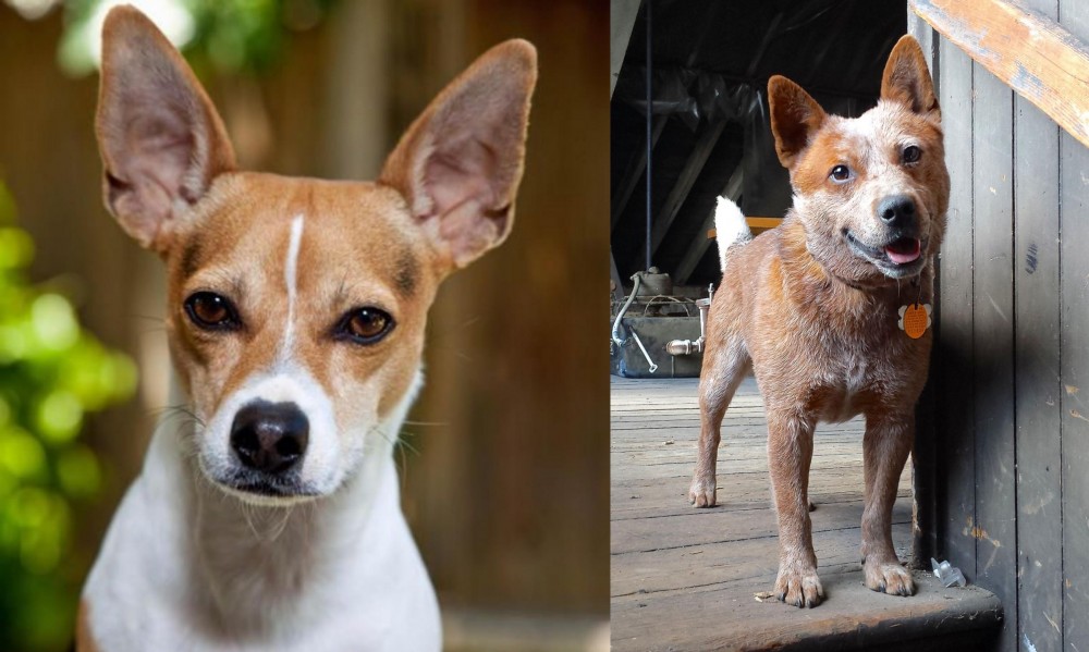 Red Heeler vs Rat Terrier - Breed Comparison