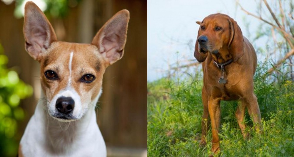 Redbone Coonhound vs Rat Terrier - Breed Comparison
