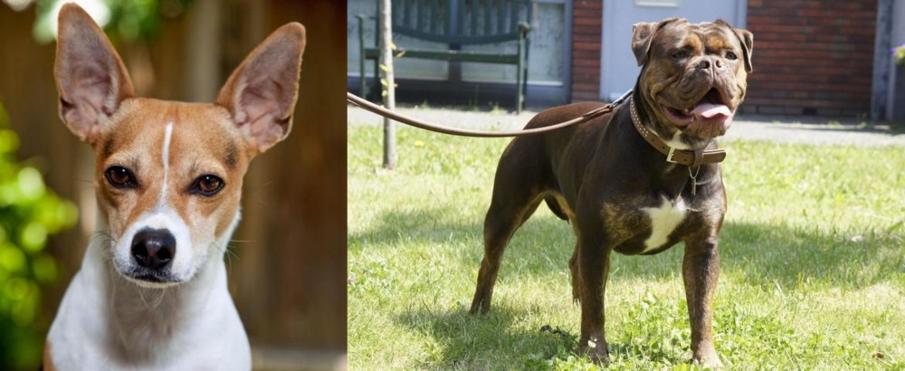Renascence Bulldogge vs Rat Terrier - Breed Comparison