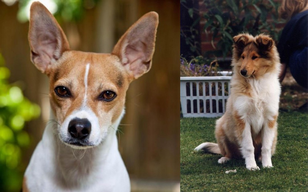 Rough Collie vs Rat Terrier - Breed Comparison