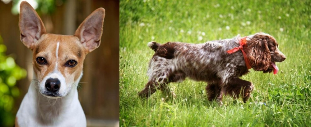 Russian Spaniel vs Rat Terrier - Breed Comparison