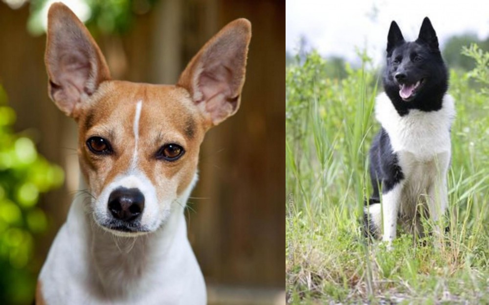 Russo-European Laika vs Rat Terrier - Breed Comparison