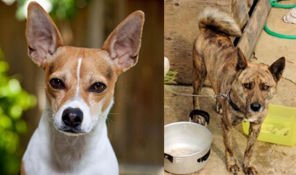 Ryukyu Inu vs Rat Terrier - Breed Comparison