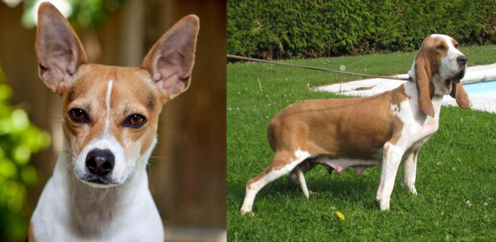 Sabueso Espanol vs Rat Terrier - Breed Comparison