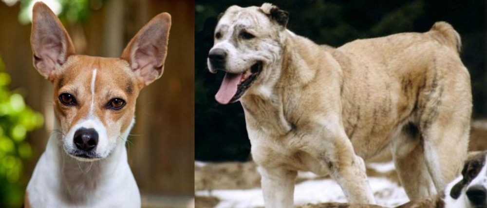 Sage Koochee vs Rat Terrier - Breed Comparison