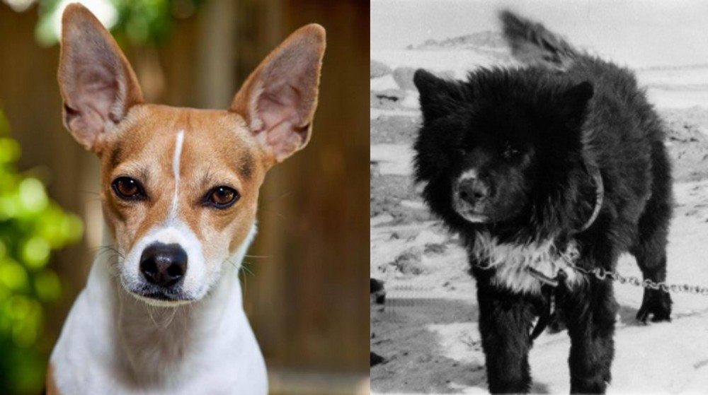 Sakhalin Husky vs Rat Terrier - Breed Comparison