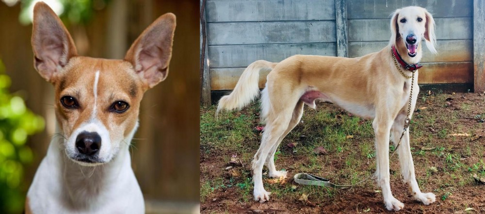 Saluki vs Rat Terrier - Breed Comparison