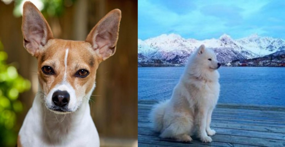 Samoyed vs Rat Terrier - Breed Comparison