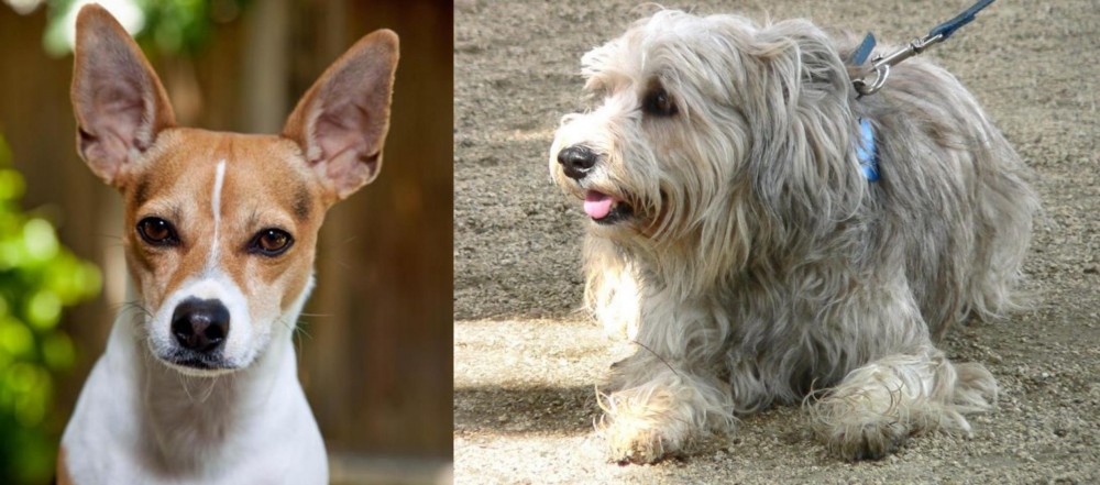 Sapsali vs Rat Terrier - Breed Comparison