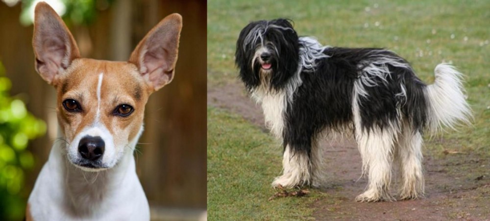 Schapendoes vs Rat Terrier - Breed Comparison