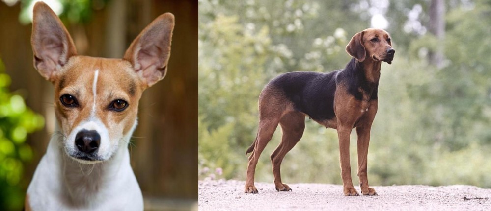 Schillerstovare vs Rat Terrier - Breed Comparison