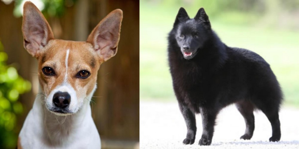 Schipperke vs Rat Terrier - Breed Comparison