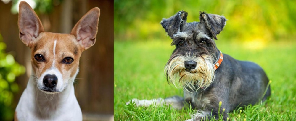 Schnauzer vs Rat Terrier - Breed Comparison
