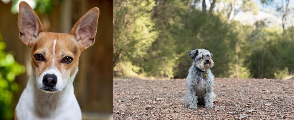 Schnoodle vs Rat Terrier - Breed Comparison