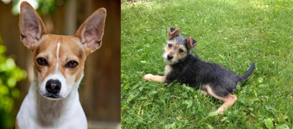 Schnorkie vs Rat Terrier - Breed Comparison