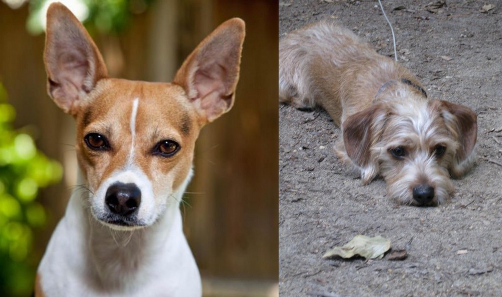 Schweenie vs Rat Terrier - Breed Comparison