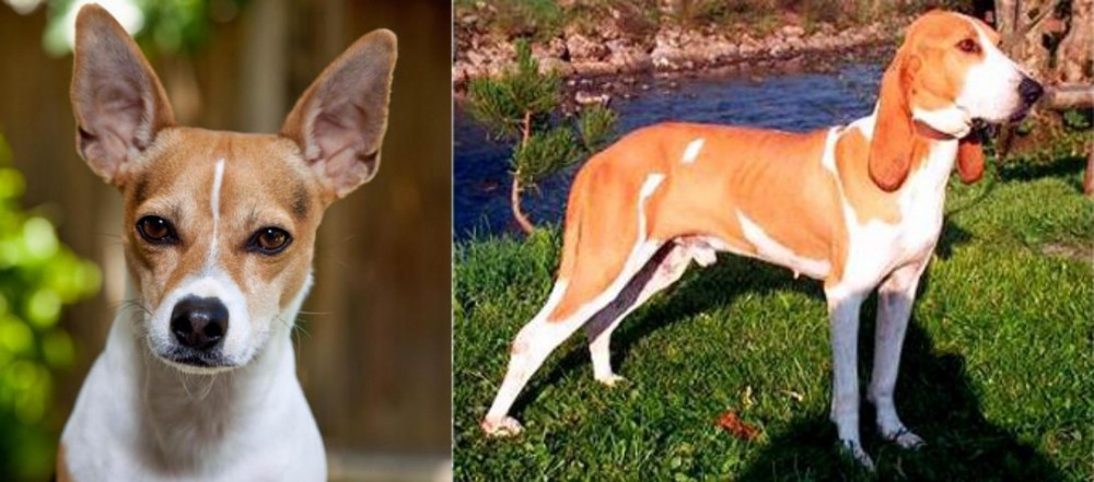 Schweizer Laufhund vs Rat Terrier - Breed Comparison