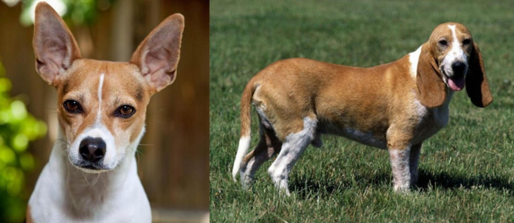 Schweizer Niederlaufhund vs Rat Terrier - Breed Comparison