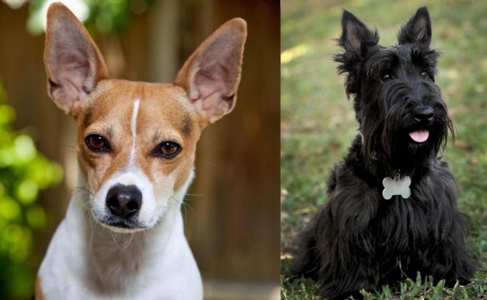 Scoland Terrier vs Rat Terrier - Breed Comparison