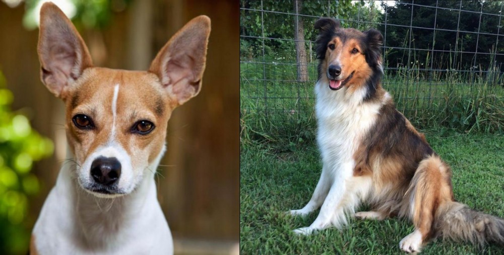 Scotch Collie vs Rat Terrier - Breed Comparison