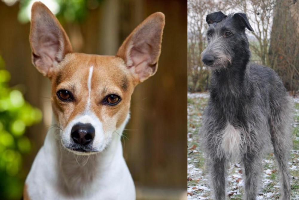 Scottish Deerhound vs Rat Terrier - Breed Comparison