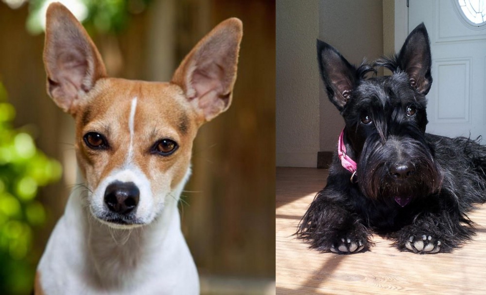 Scottish Terrier vs Rat Terrier - Breed Comparison