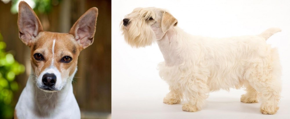Sealyham Terrier vs Rat Terrier - Breed Comparison