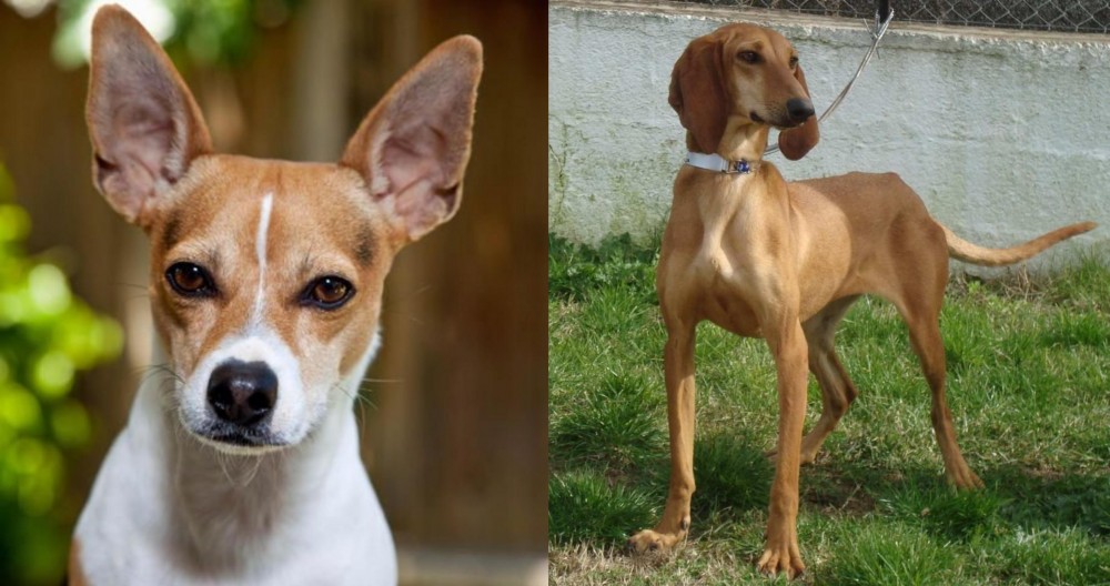Segugio Italiano vs Rat Terrier - Breed Comparison
