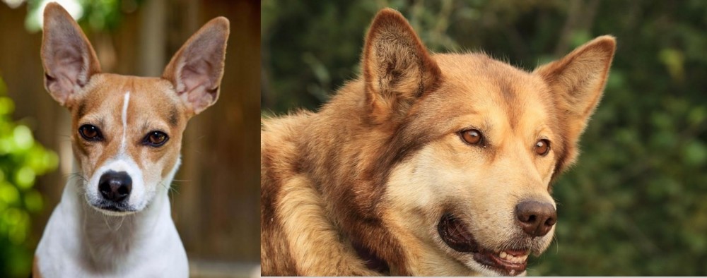 Seppala Siberian Sleddog vs Rat Terrier - Breed Comparison