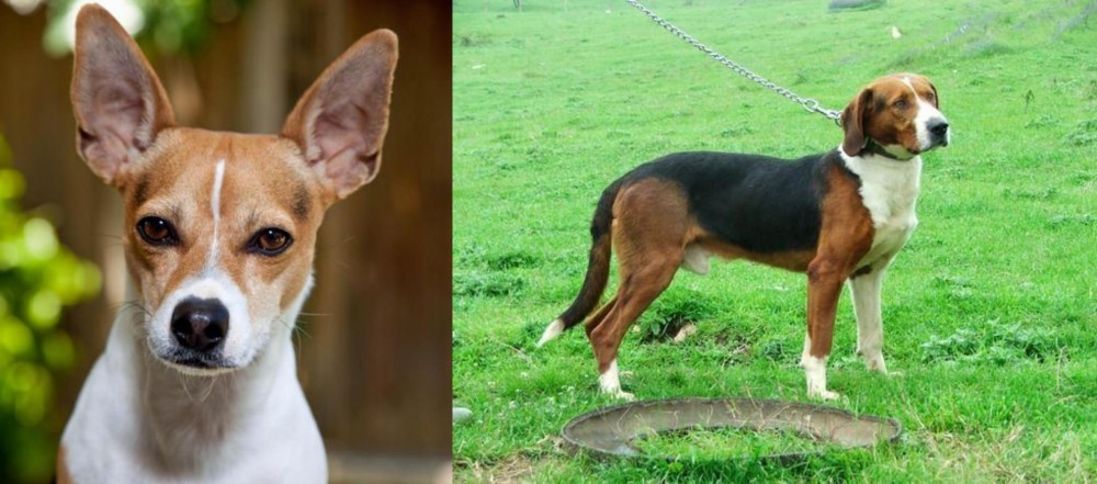 Serbian Tricolour Hound vs Rat Terrier - Breed Comparison