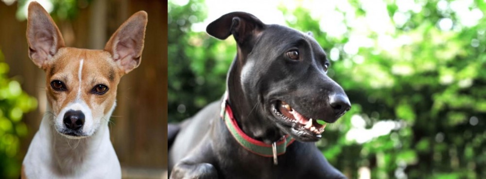 Shepard Labrador vs Rat Terrier - Breed Comparison