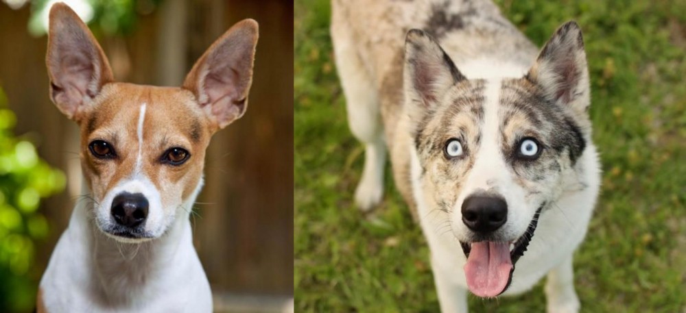 Shepherd Husky vs Rat Terrier - Breed Comparison
