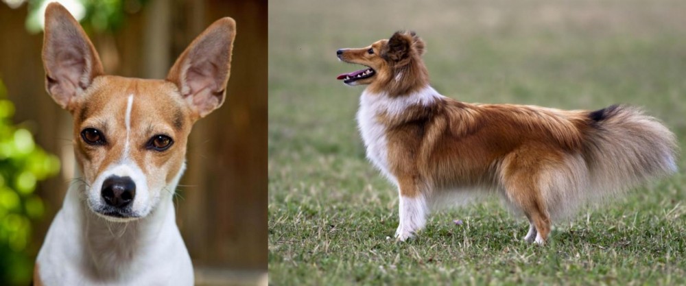 Shetland Sheepdog vs Rat Terrier - Breed Comparison