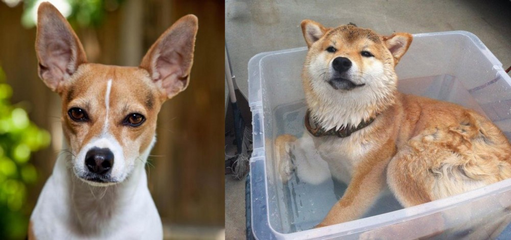 Shiba Inu vs Rat Terrier - Breed Comparison