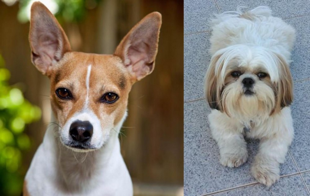 Shih Tzu vs Rat Terrier - Breed Comparison