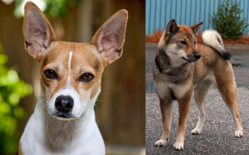 Shikoku vs Rat Terrier - Breed Comparison
