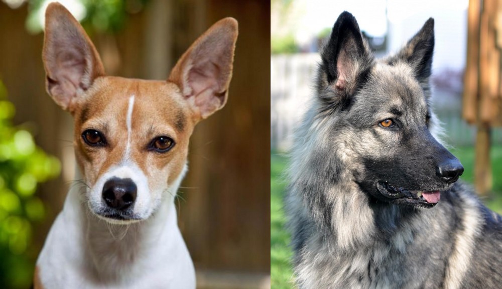 Shiloh Shepherd vs Rat Terrier - Breed Comparison