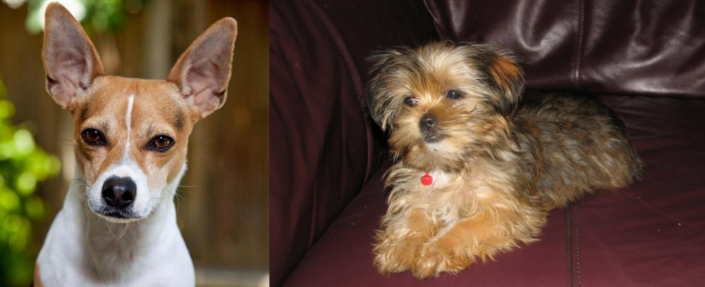 Shorkie vs Rat Terrier - Breed Comparison
