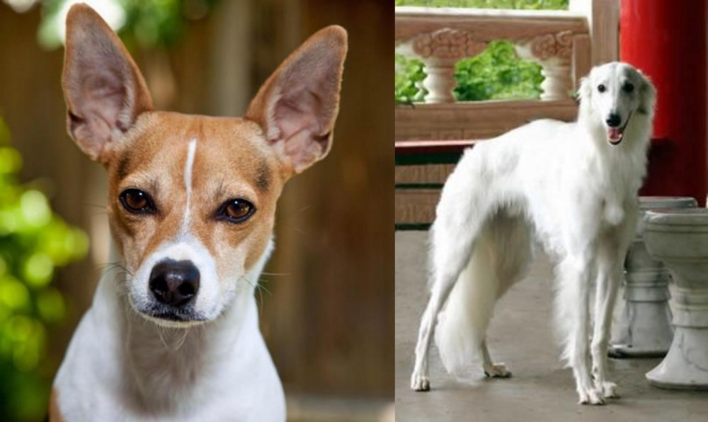 Silken Windhound vs Rat Terrier - Breed Comparison