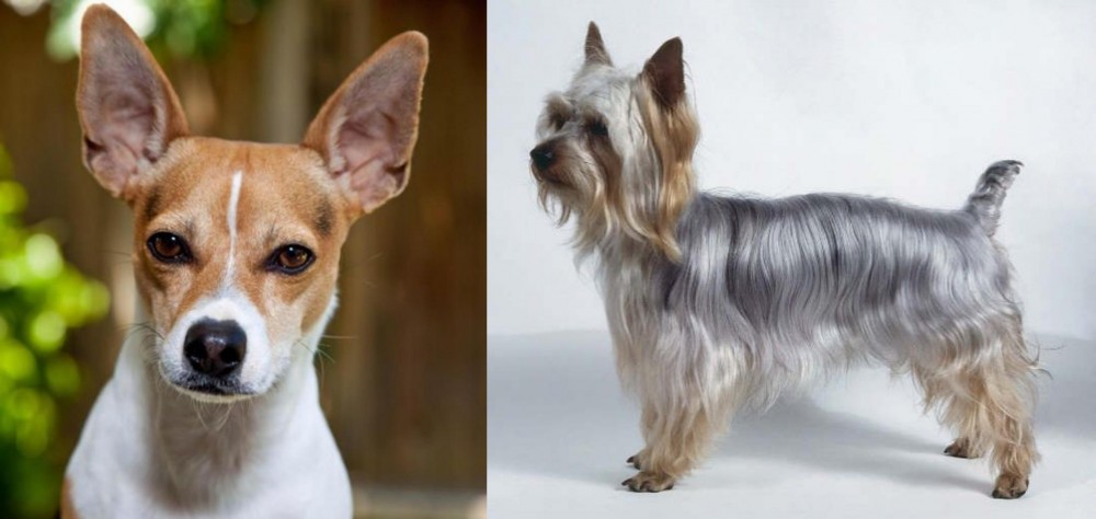 Silky Terrier vs Rat Terrier - Breed Comparison