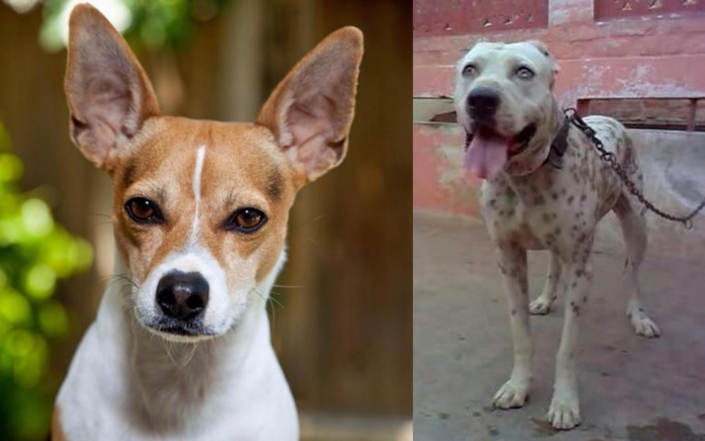 Sindh Mastiff vs Rat Terrier - Breed Comparison