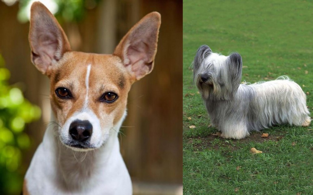 Skye Terrier vs Rat Terrier - Breed Comparison