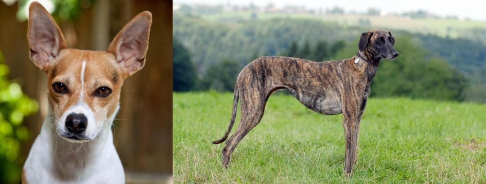 Sloughi vs Rat Terrier - Breed Comparison