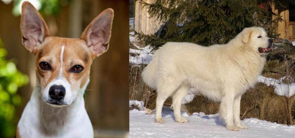 Slovak Cuvac vs Rat Terrier - Breed Comparison